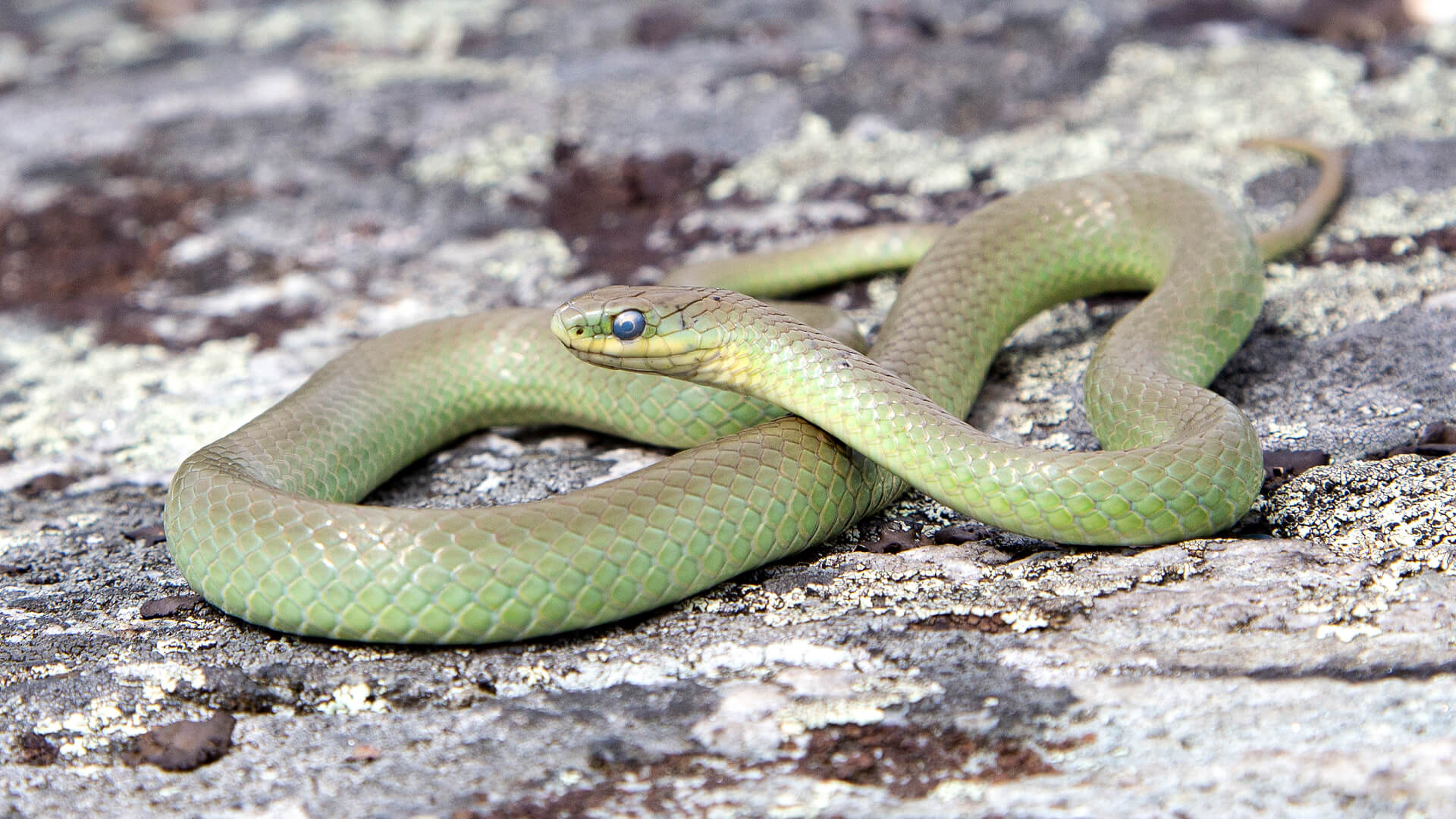 Smooth Green Snake