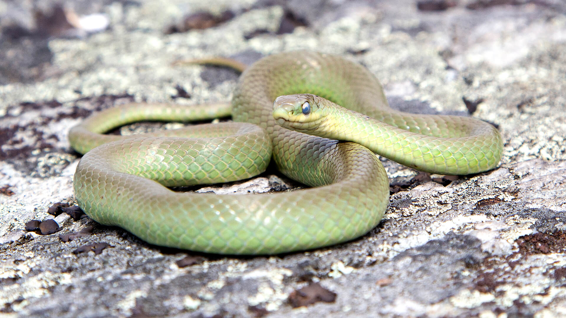 Smooth Green Snake