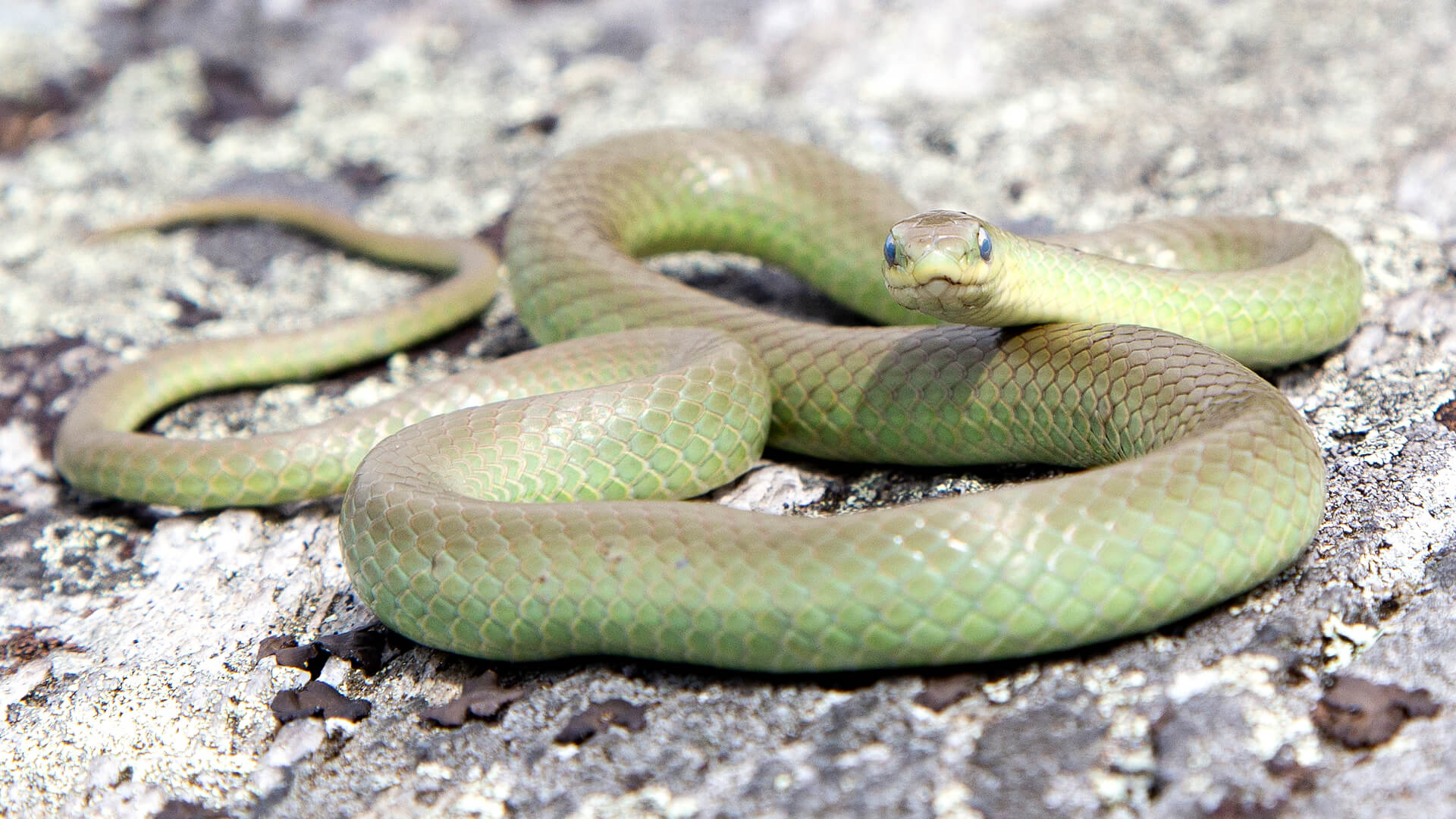Smooth Green Snake