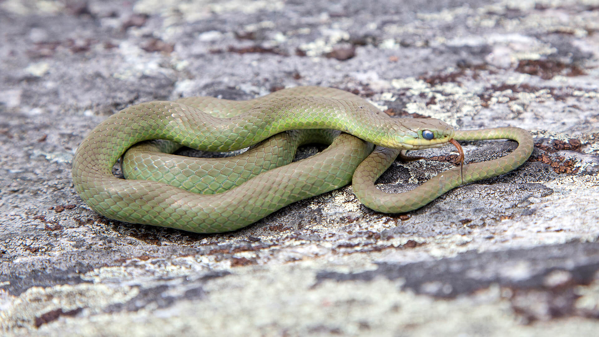 Smooth Green Snake