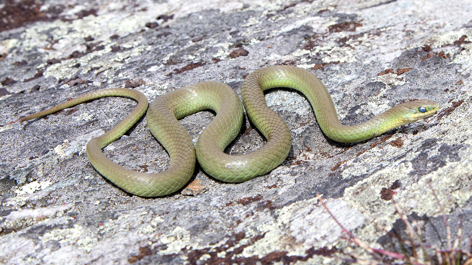 Smooth Green Snake
