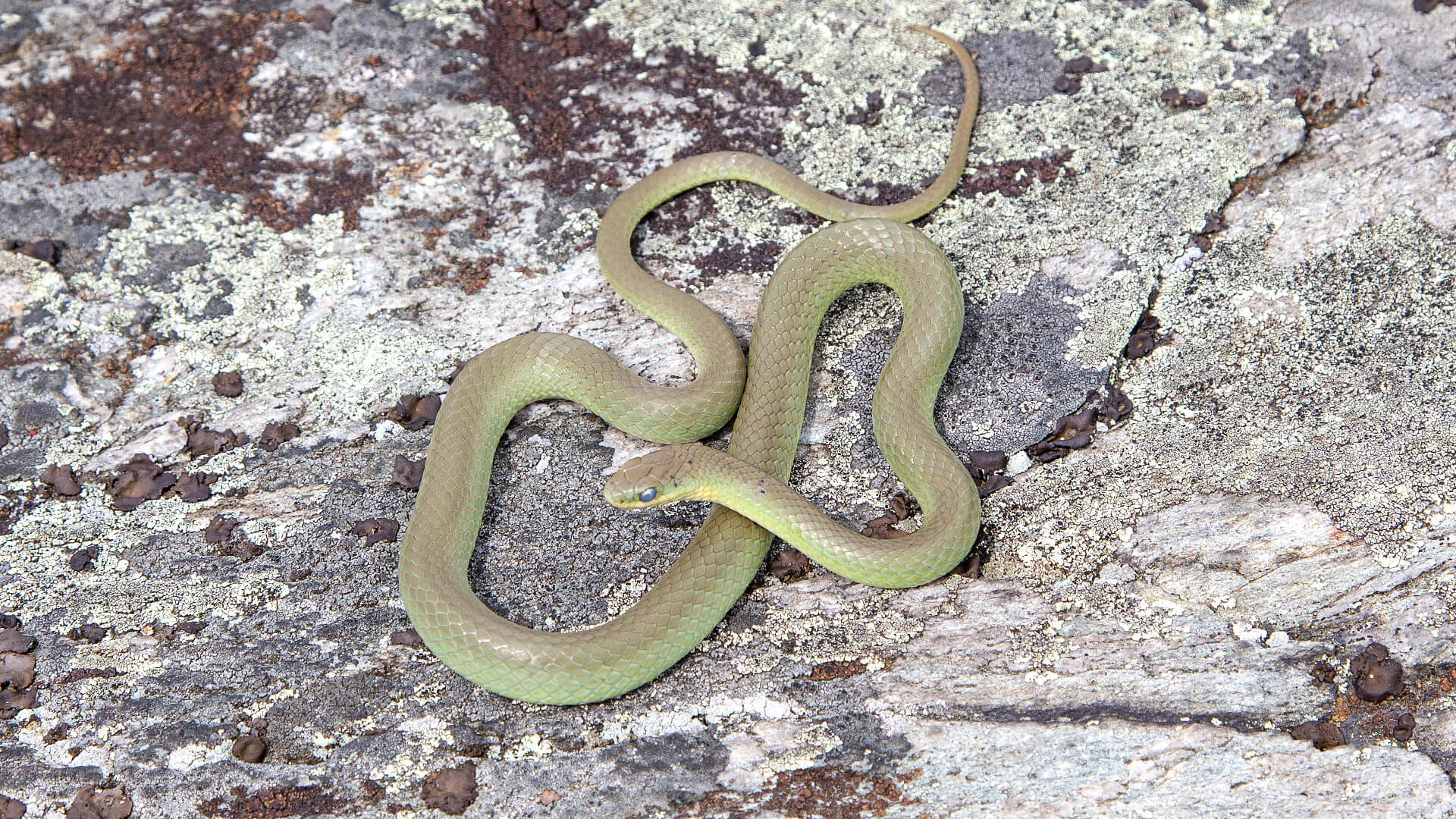 Smooth Green Snake