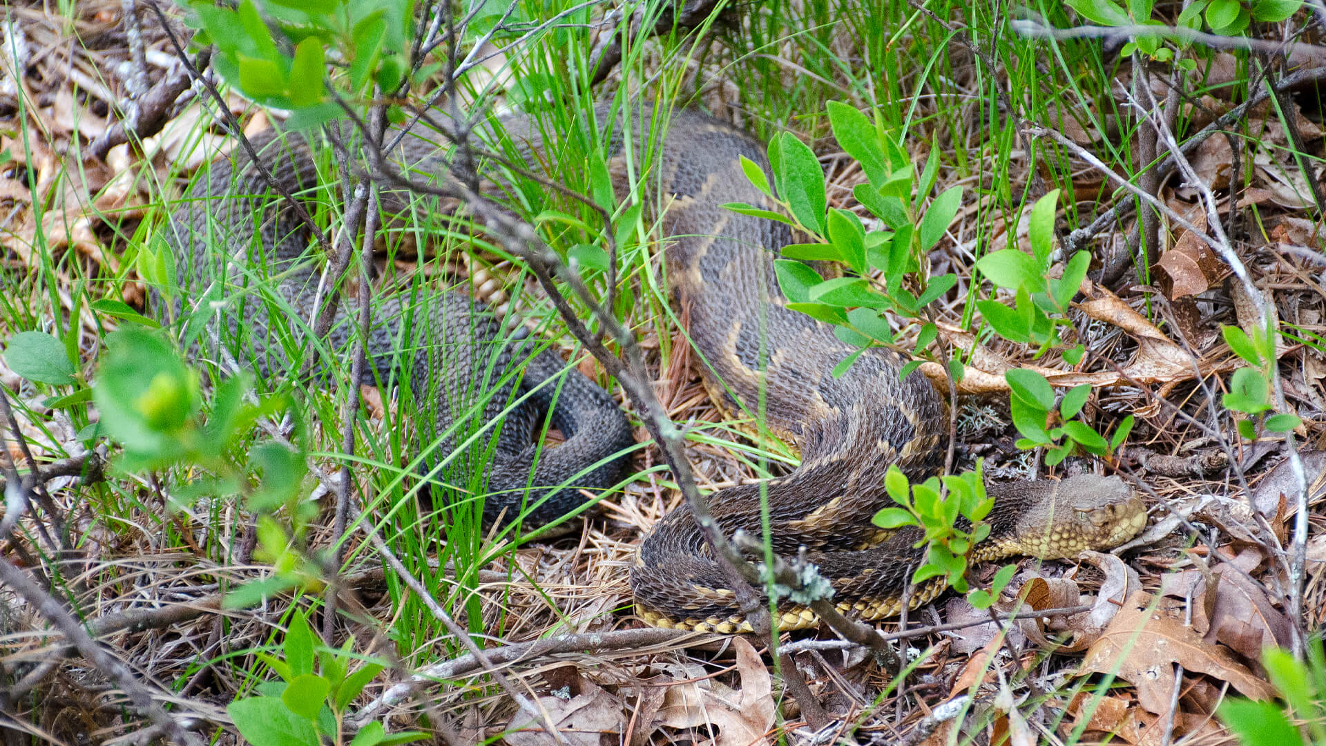 Timber Rattlesnake