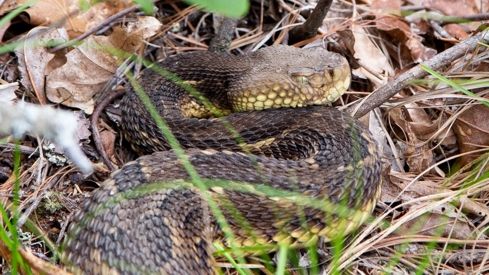 Timber Rattlesnake