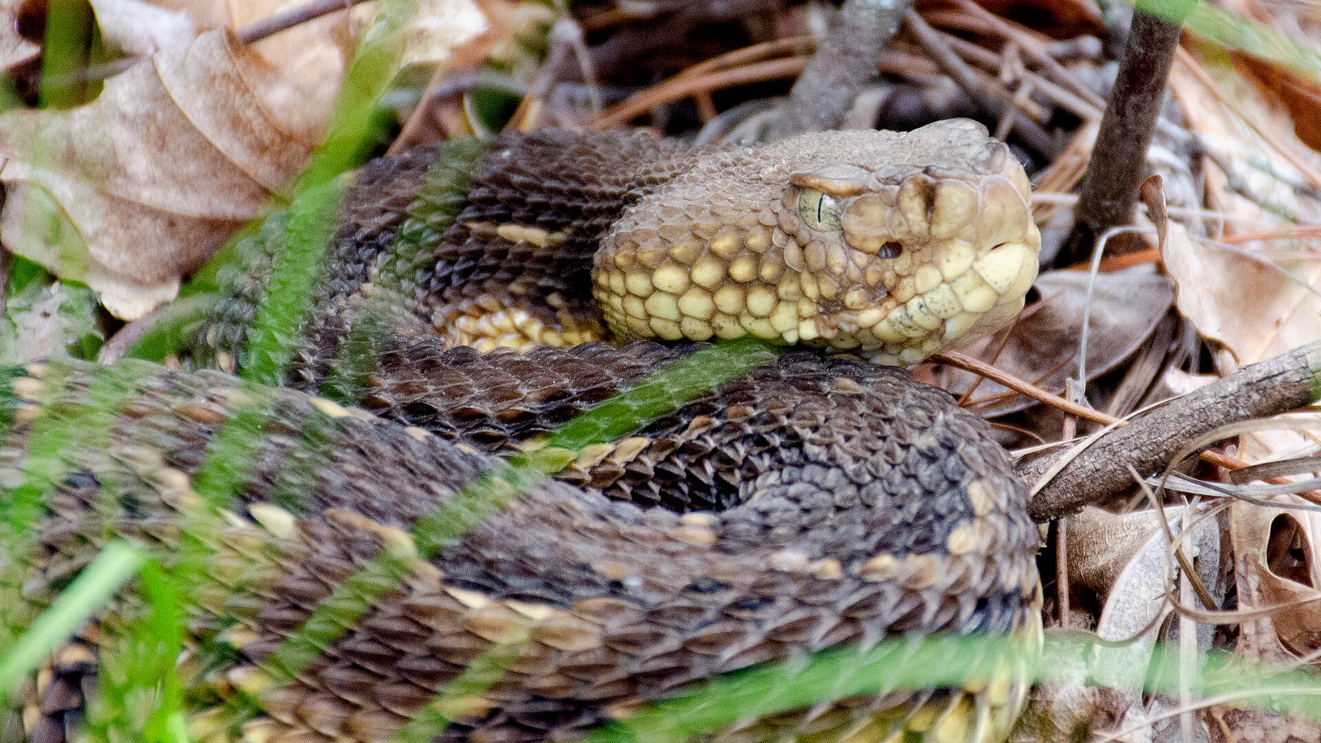 Timber Rattlesnake