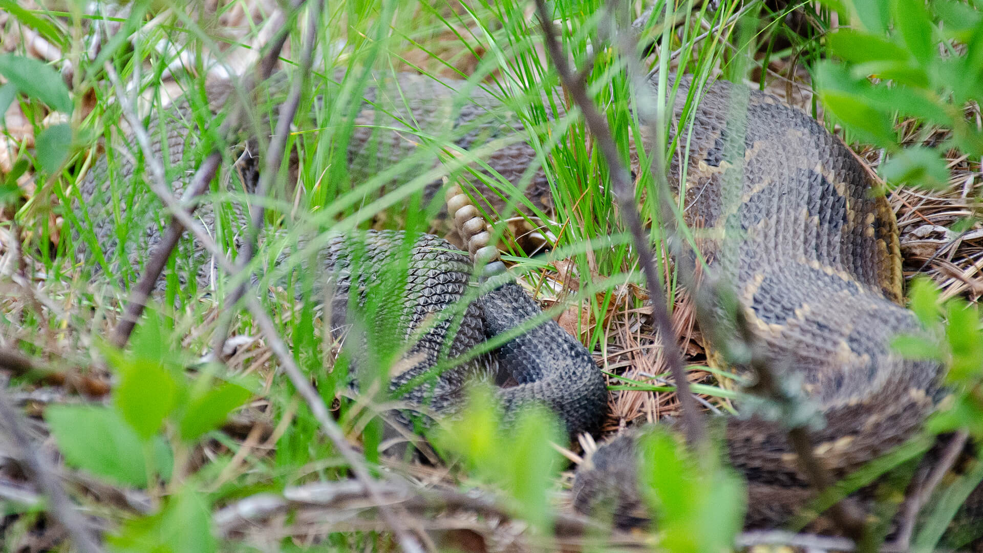 Timber Rattlesnake