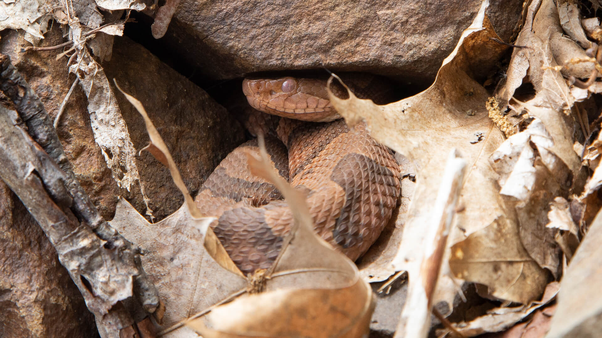 Eastern Copperhead