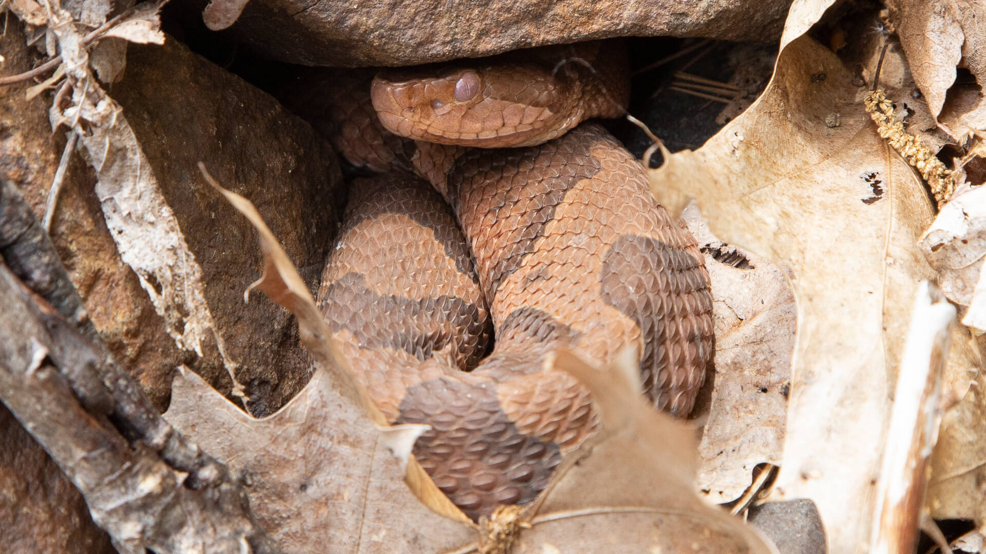 Eastern Copperhead