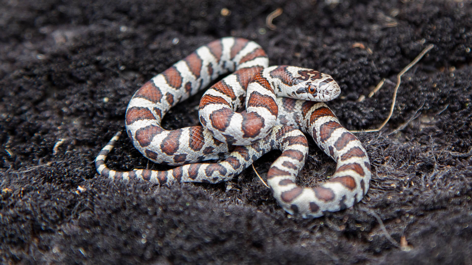 Eastern Milk Snake
