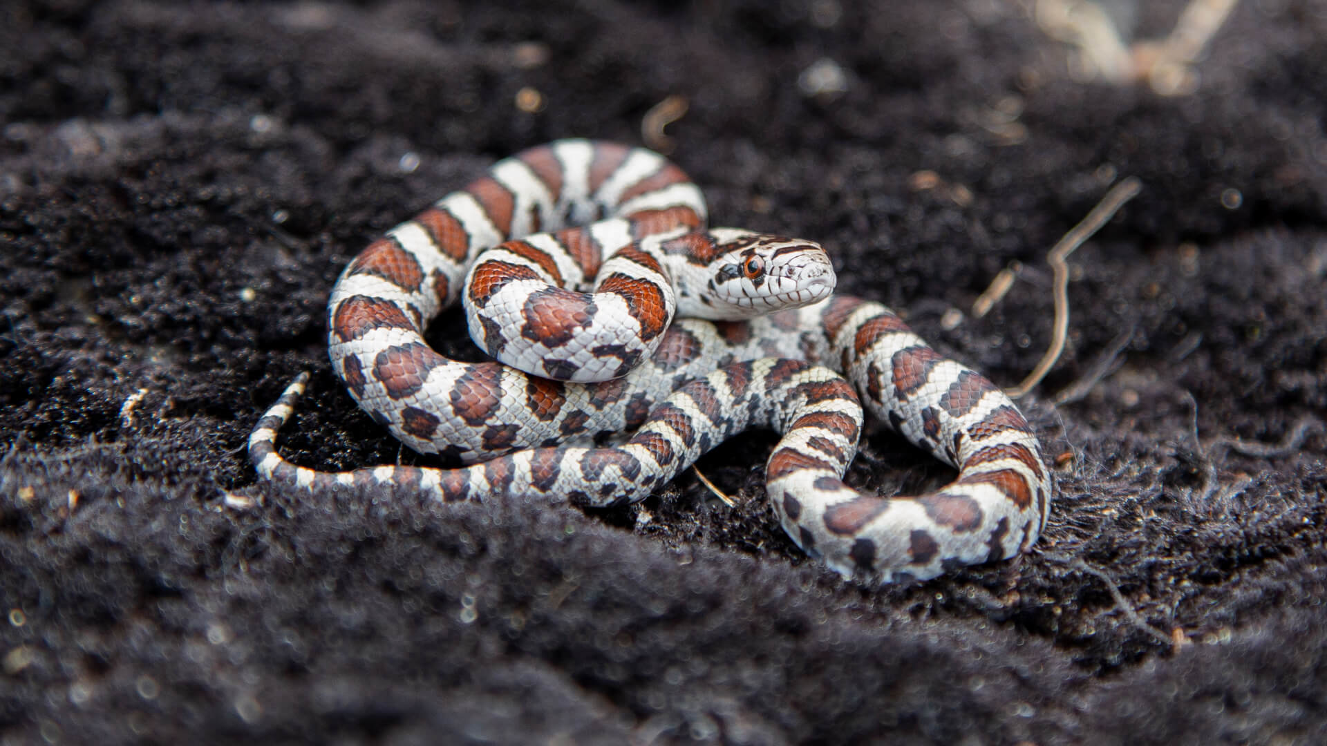 Eastern Milk Snake