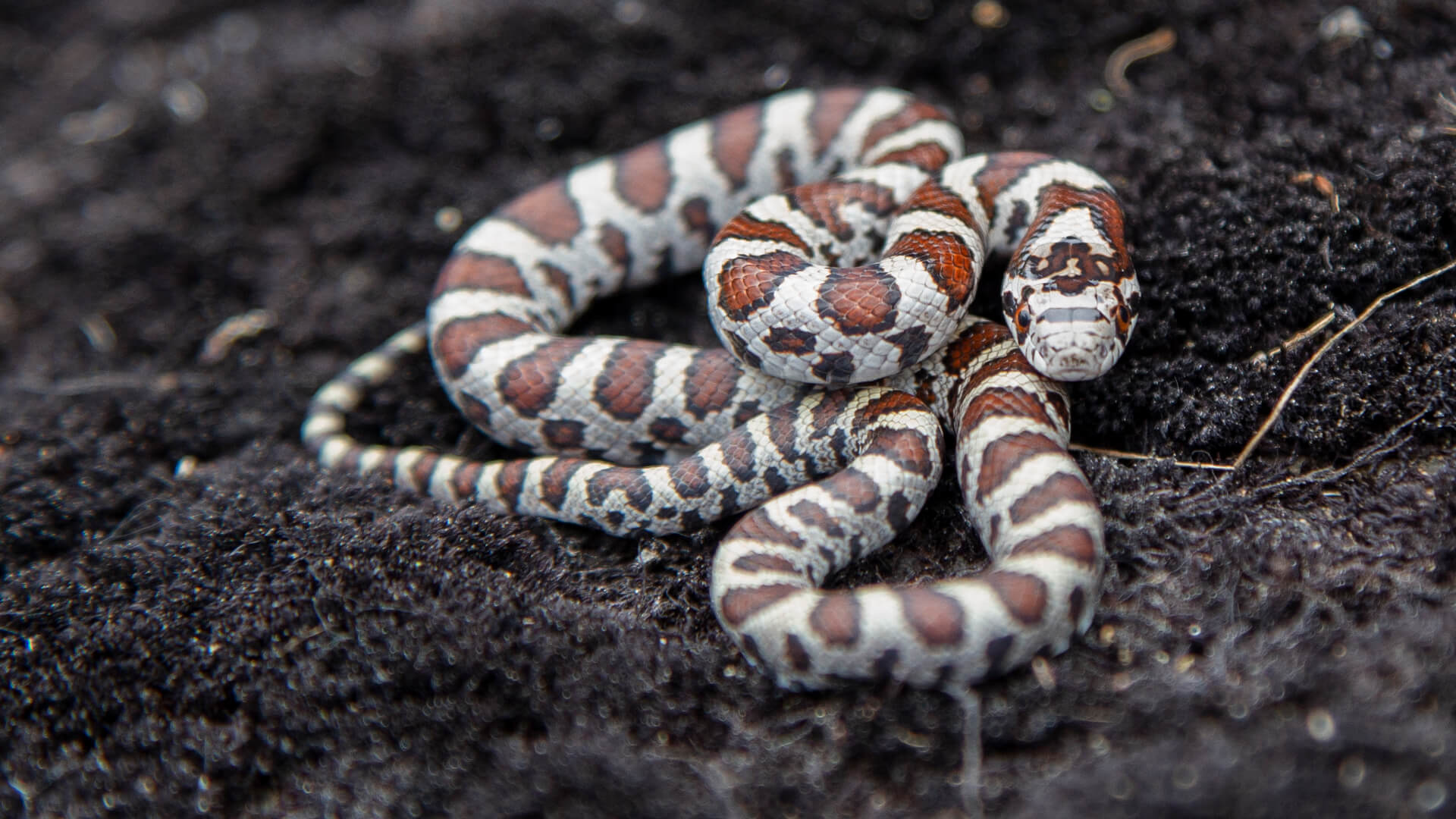 Eastern Milk Snake