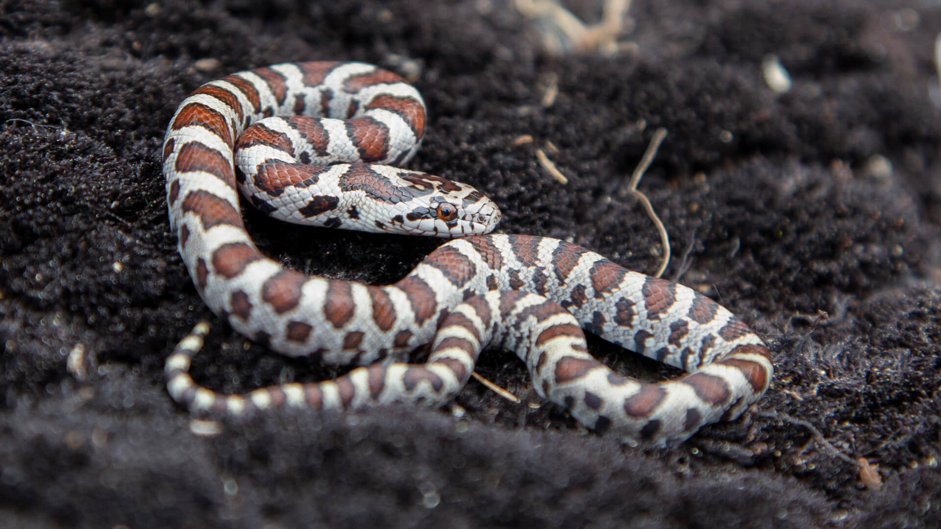 Eastern Milk Snake