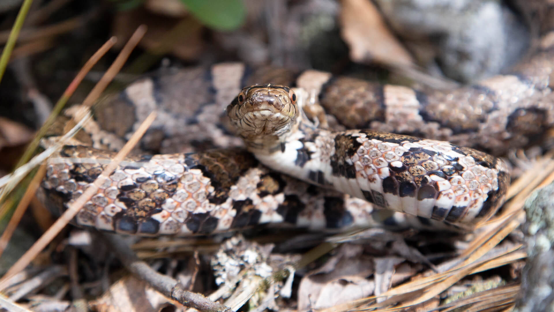 Eastern Milk Snake