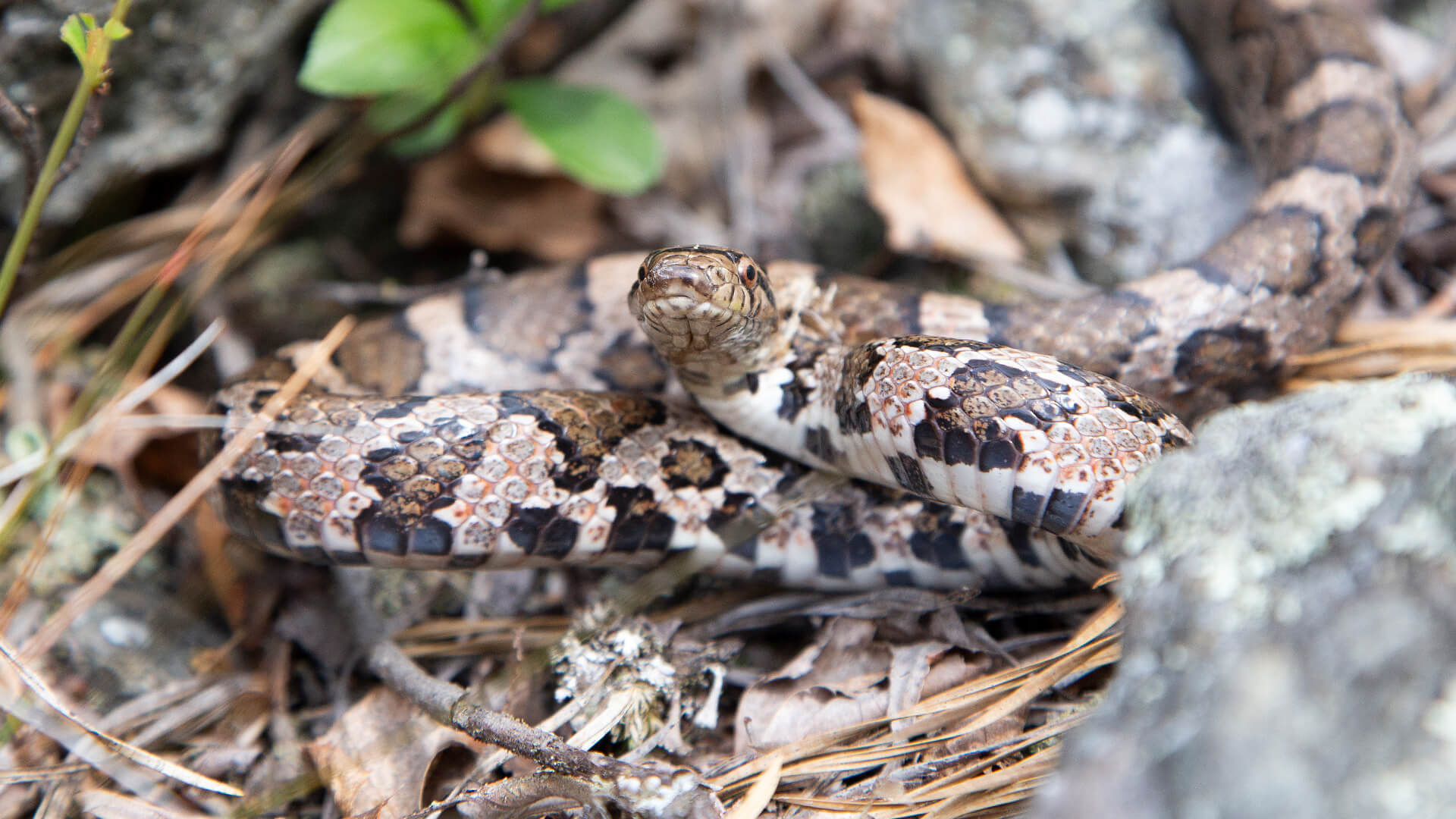 Eastern Milk Snake