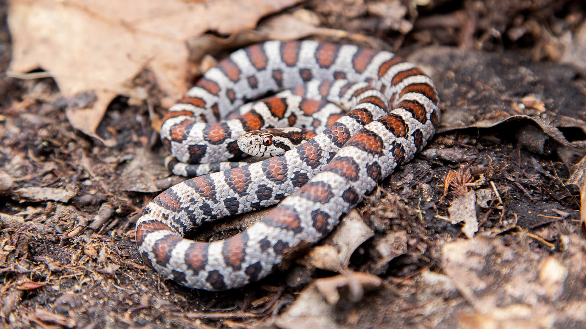 Eastern Milk Snake