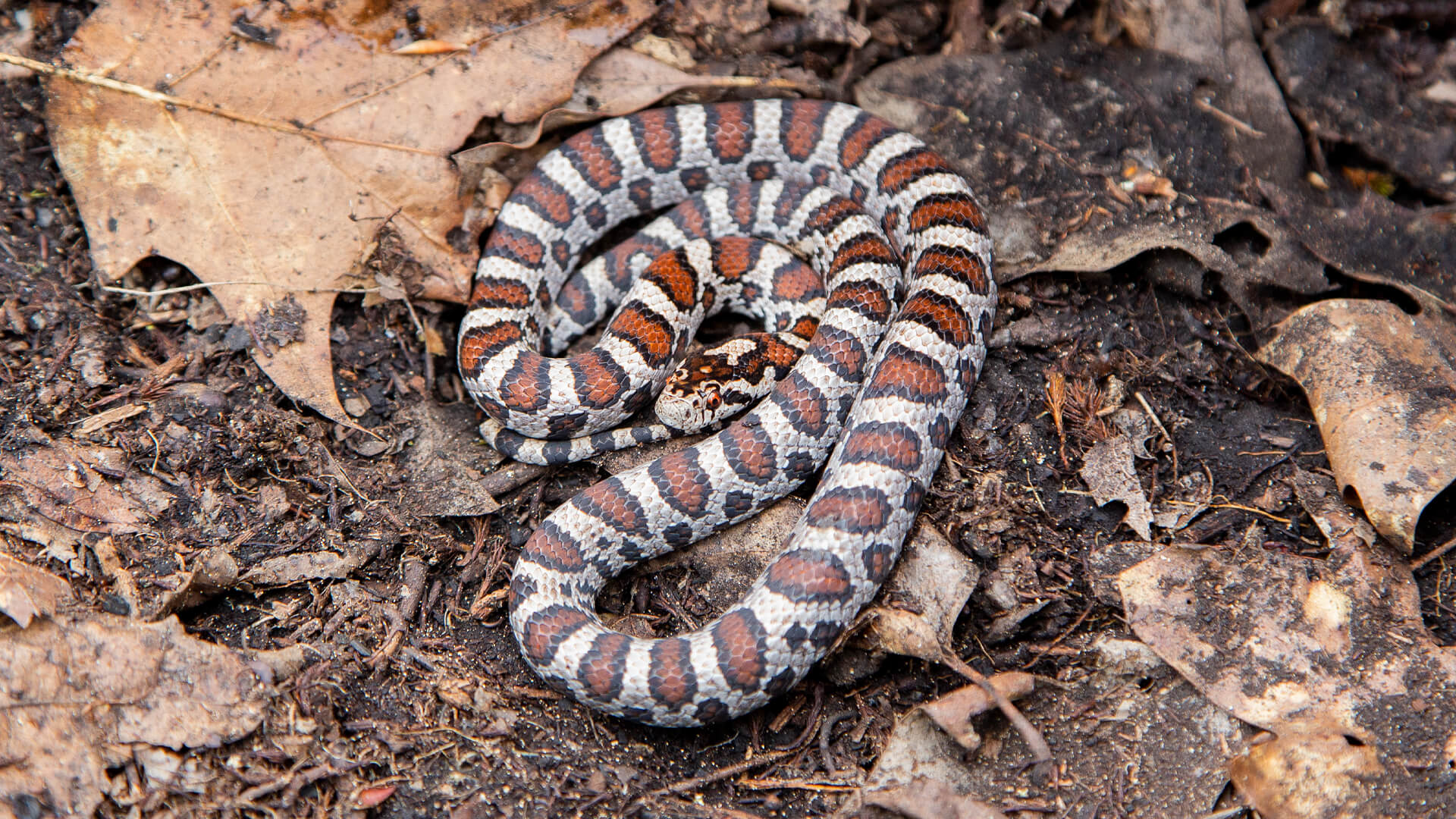 Eastern Milk Snake