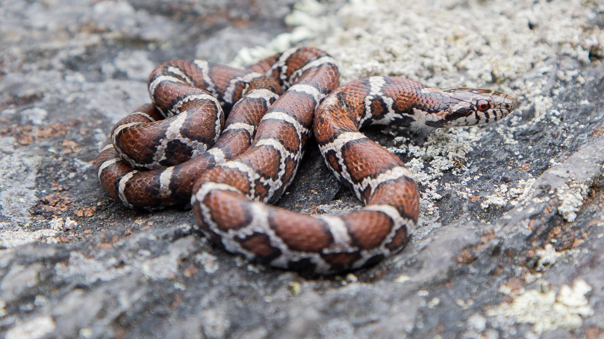 Eastern Milk Snake