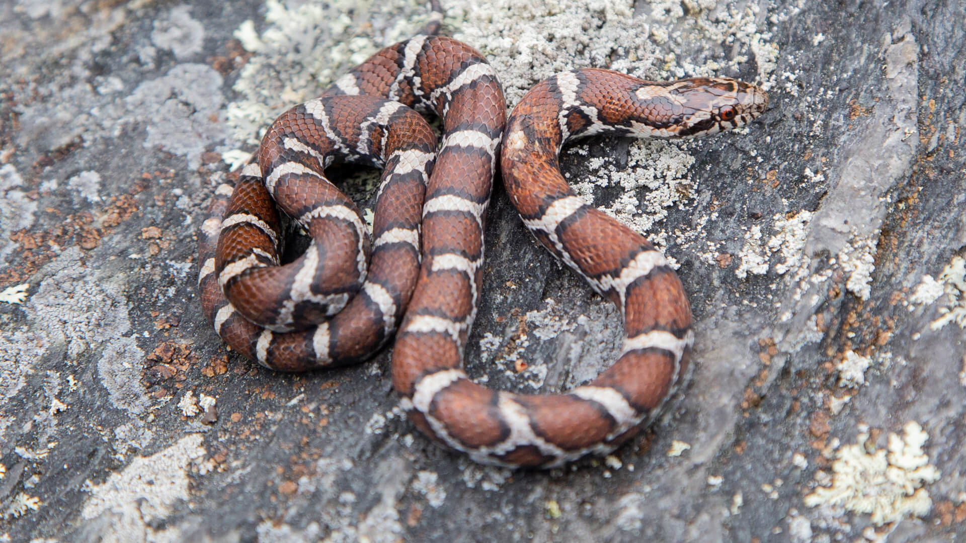 Eastern Milk Snake