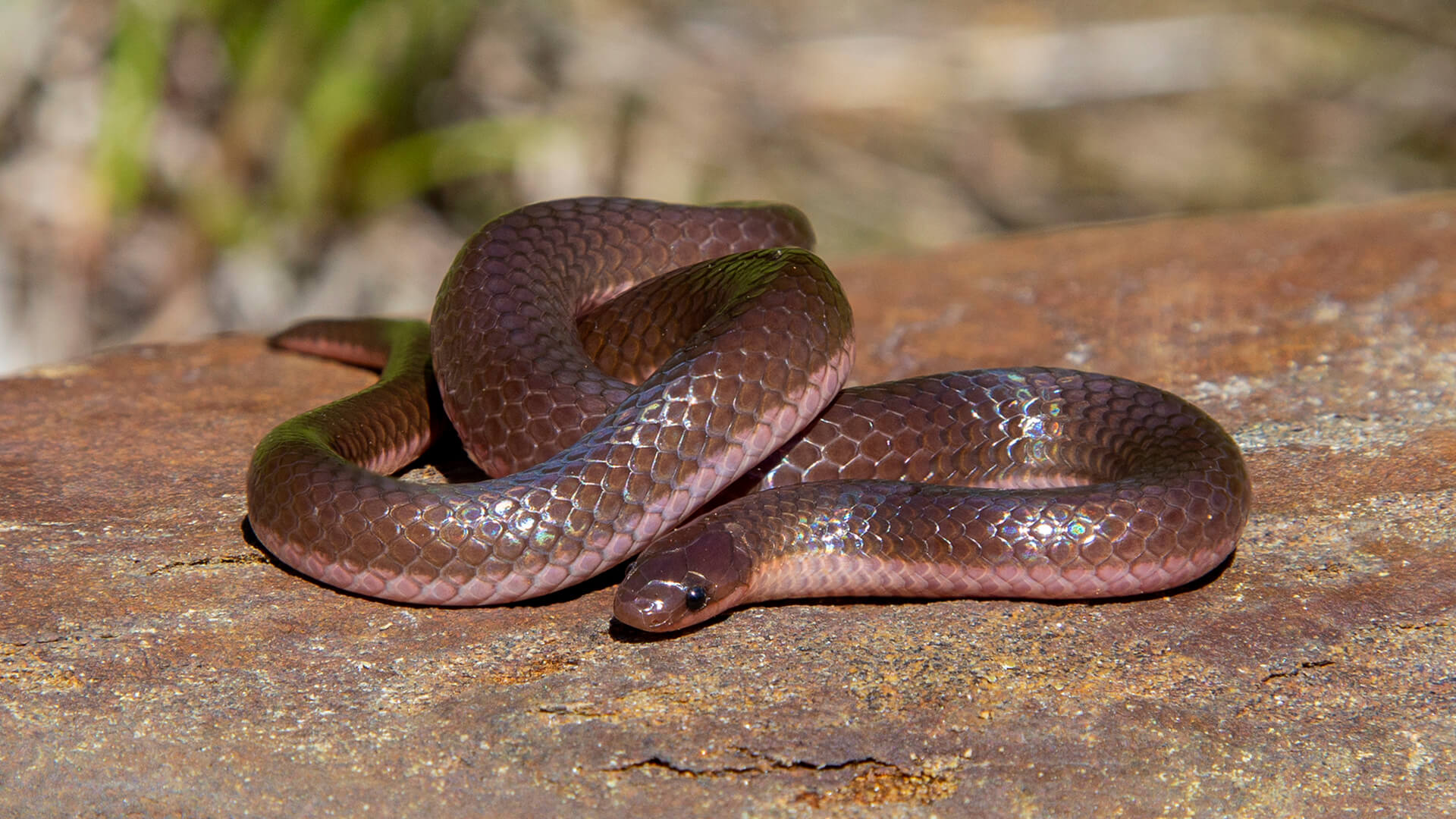 Worm Snake