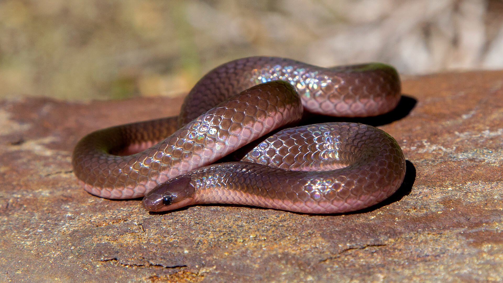 Worm Snake