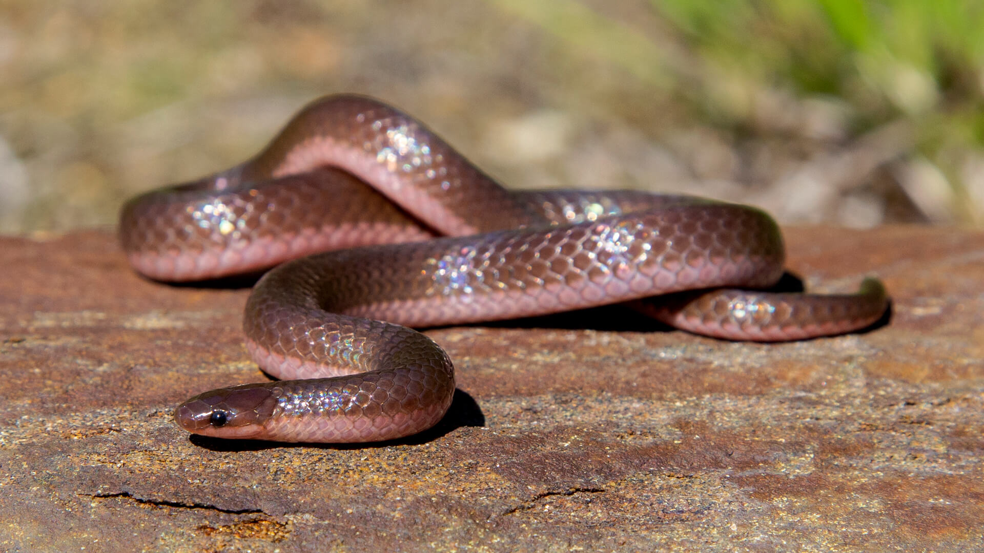 Worm Snake
