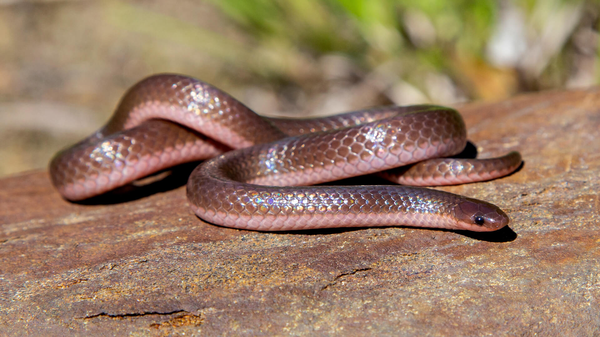 Worm Snake