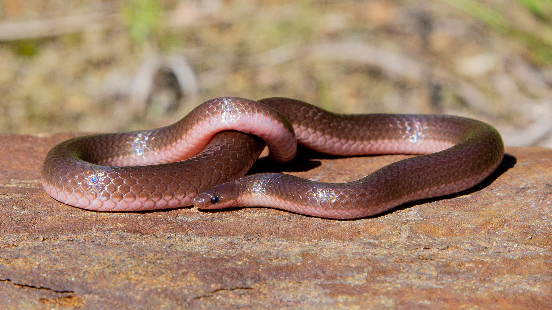 Worm Snake