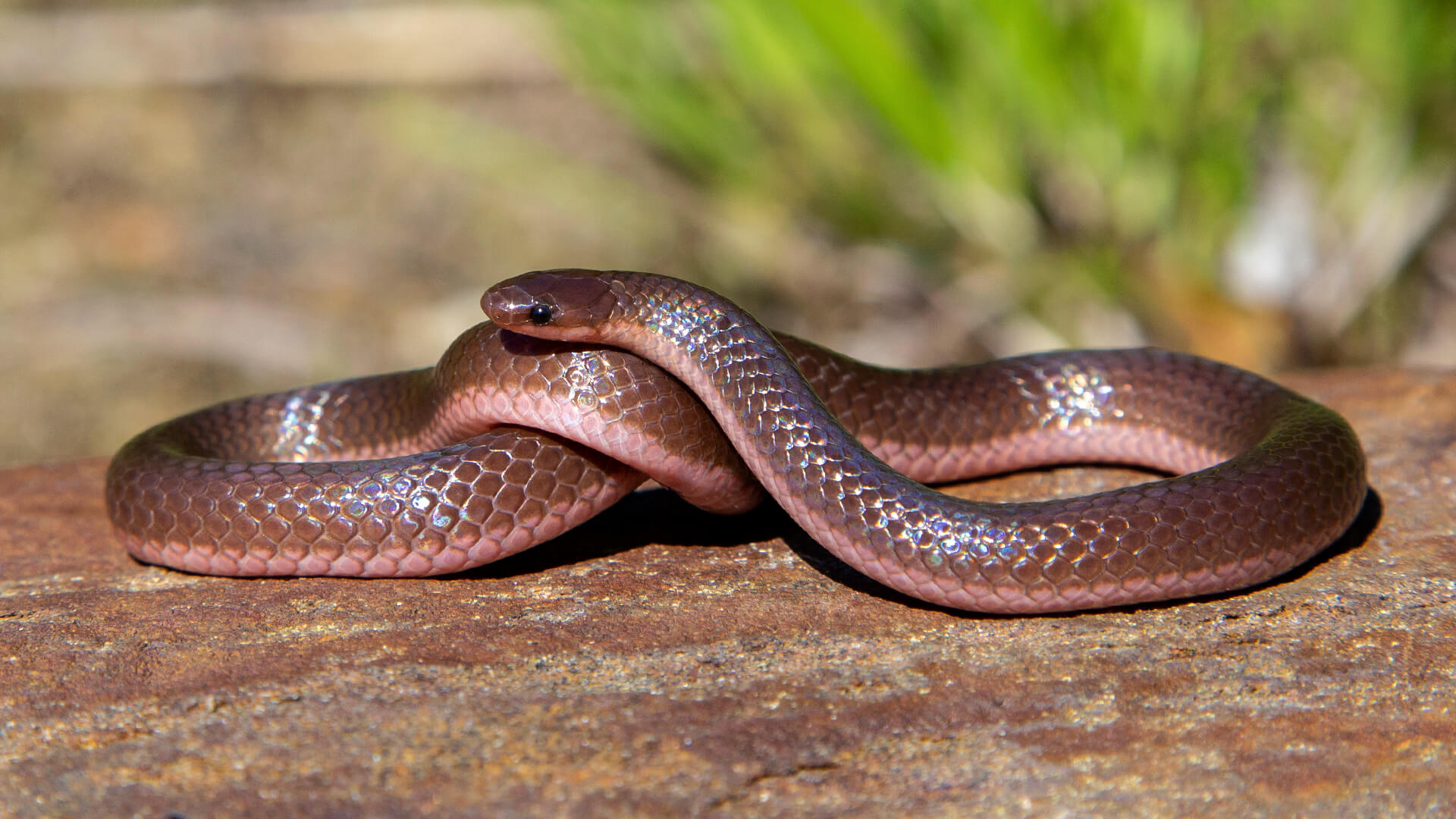 Worm Snake