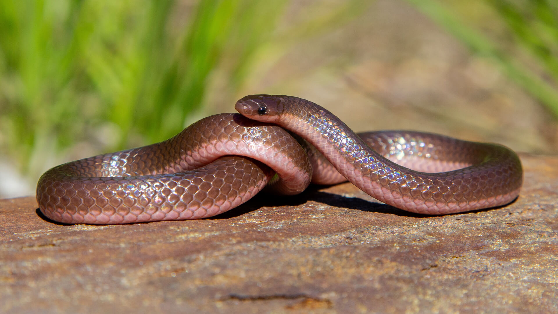 Worm Snake