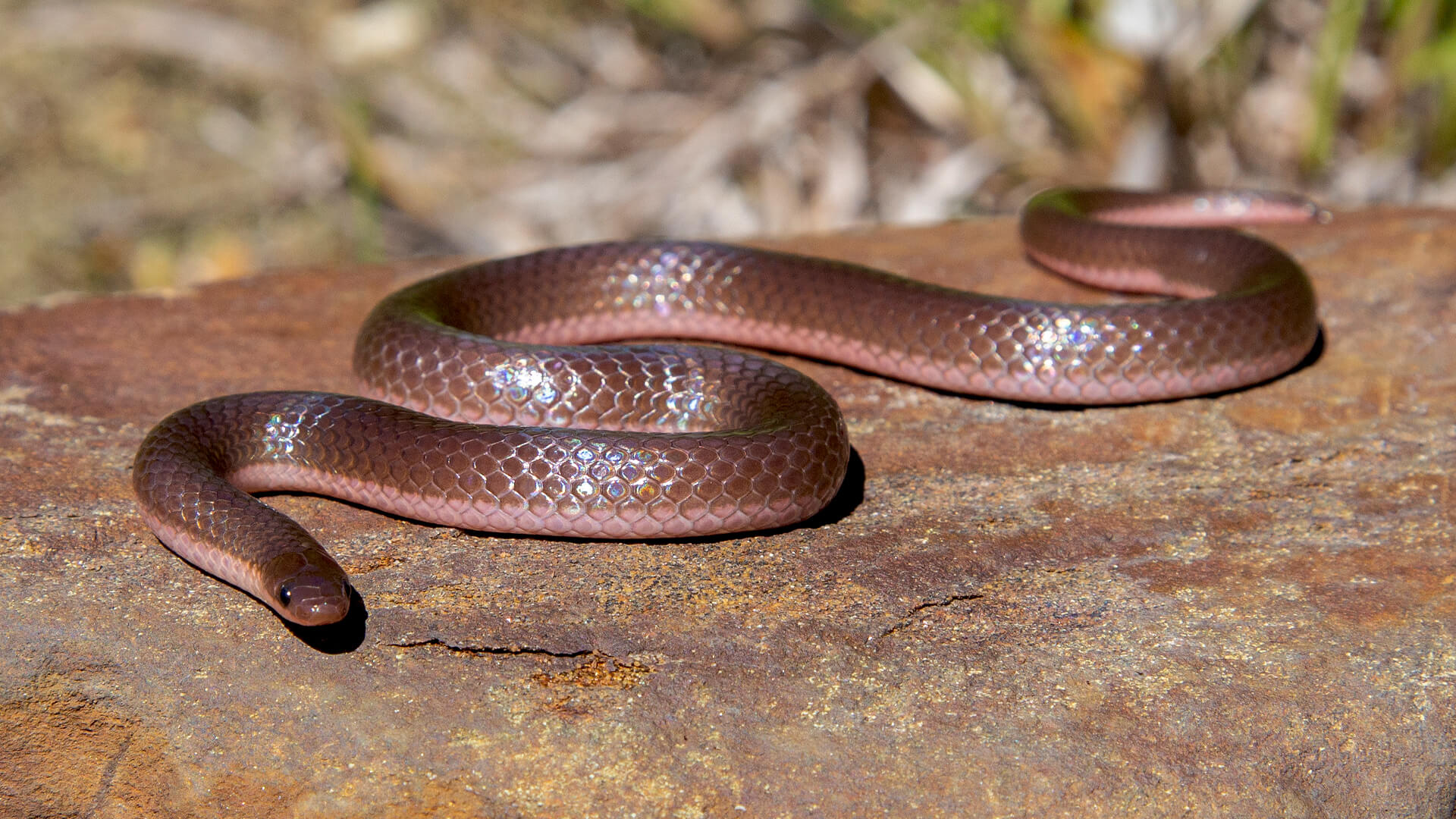 Worm Snake