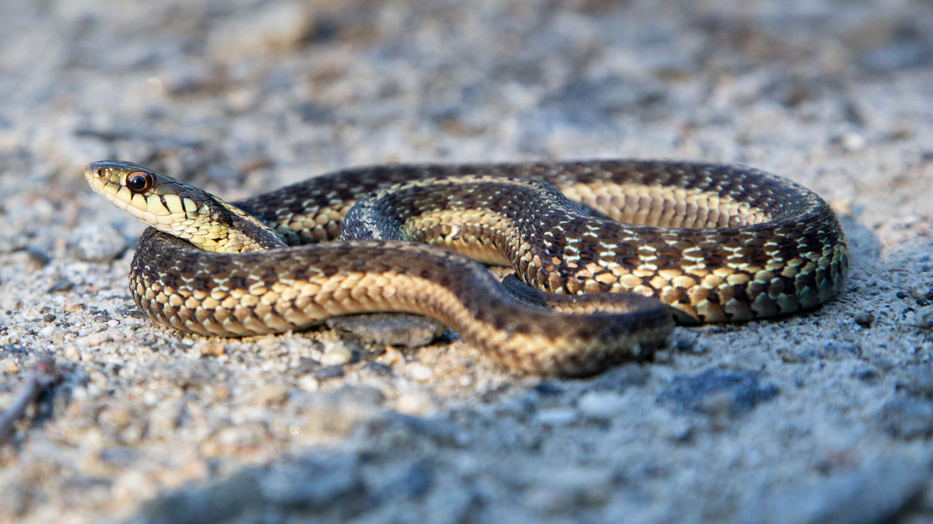 Eastern Garter Snake