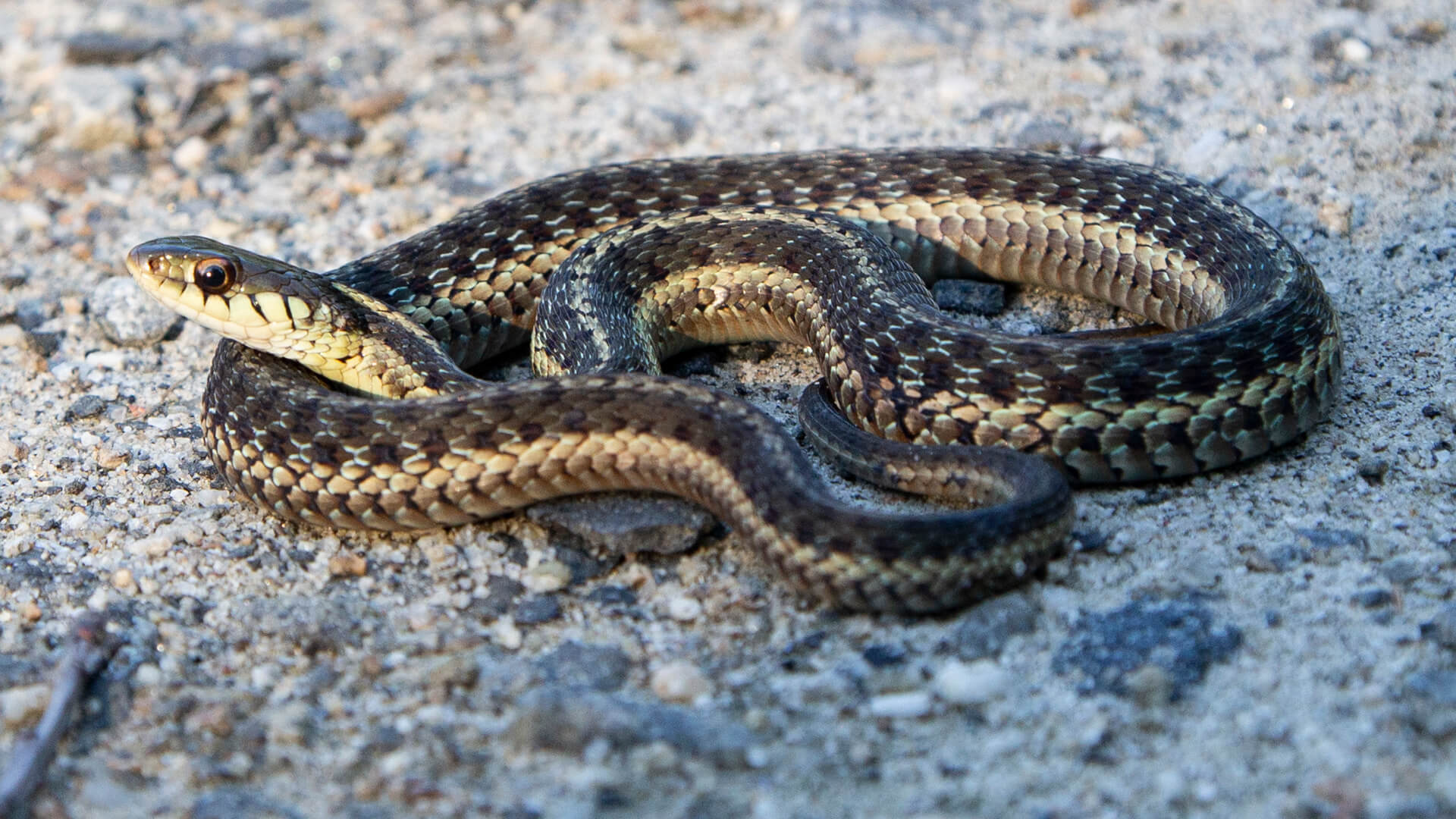 Eastern Garter Snake