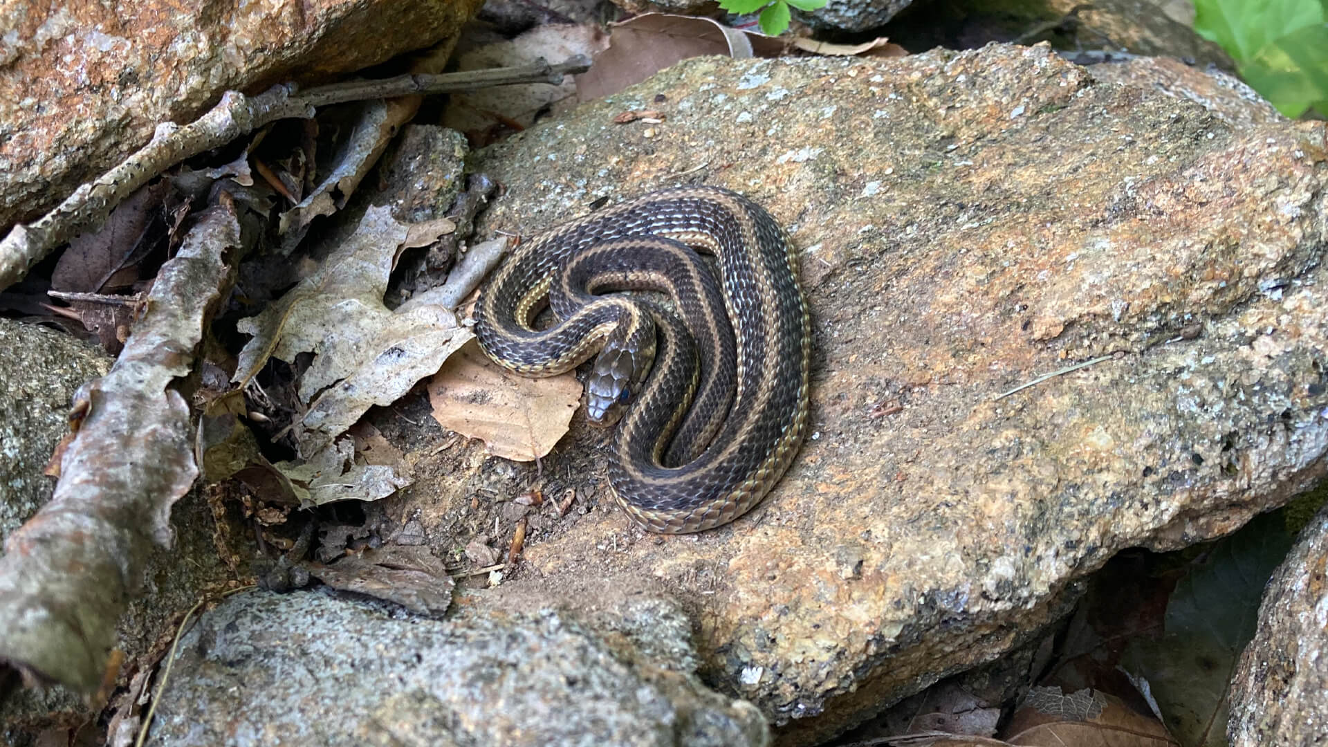 Eastern Garter Snake