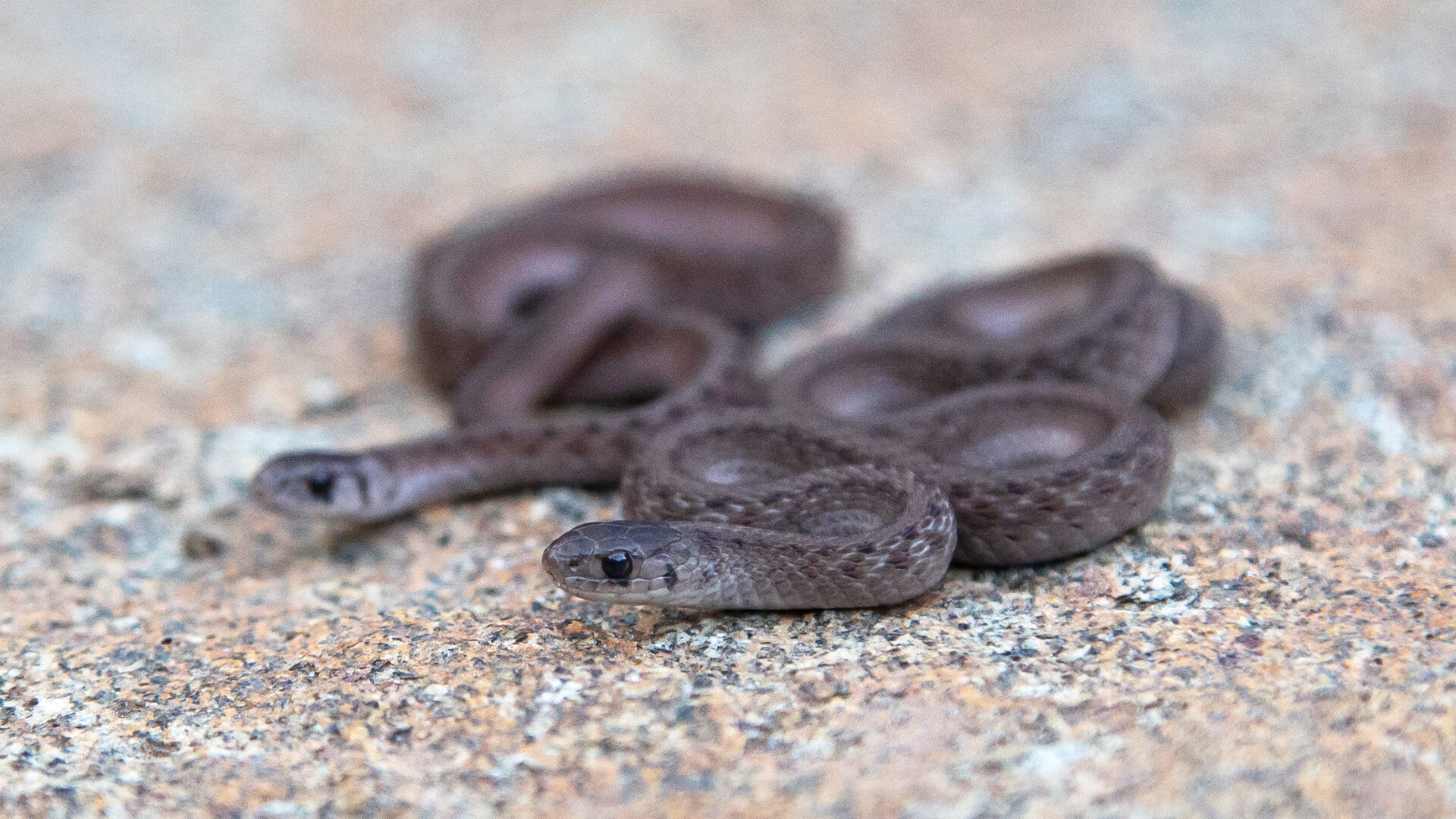 Northern Brown Snakes