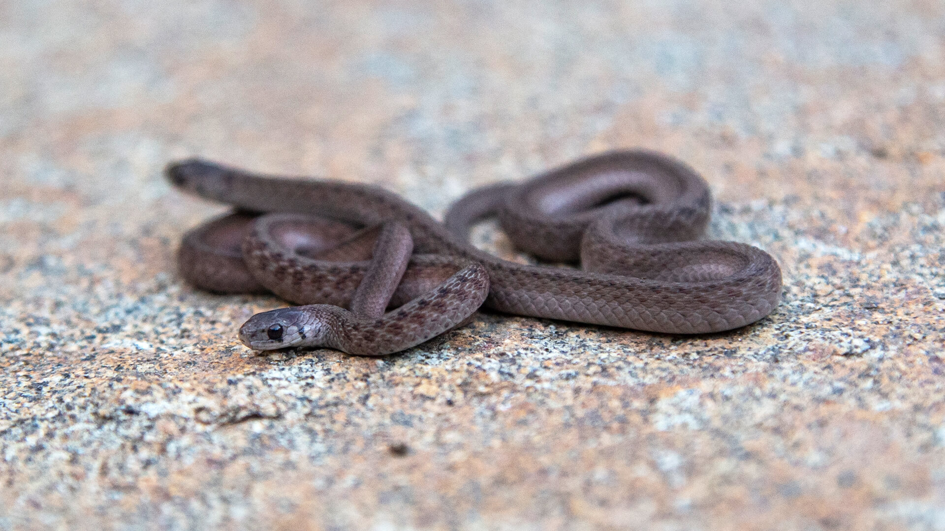 Northern Brown Snakes