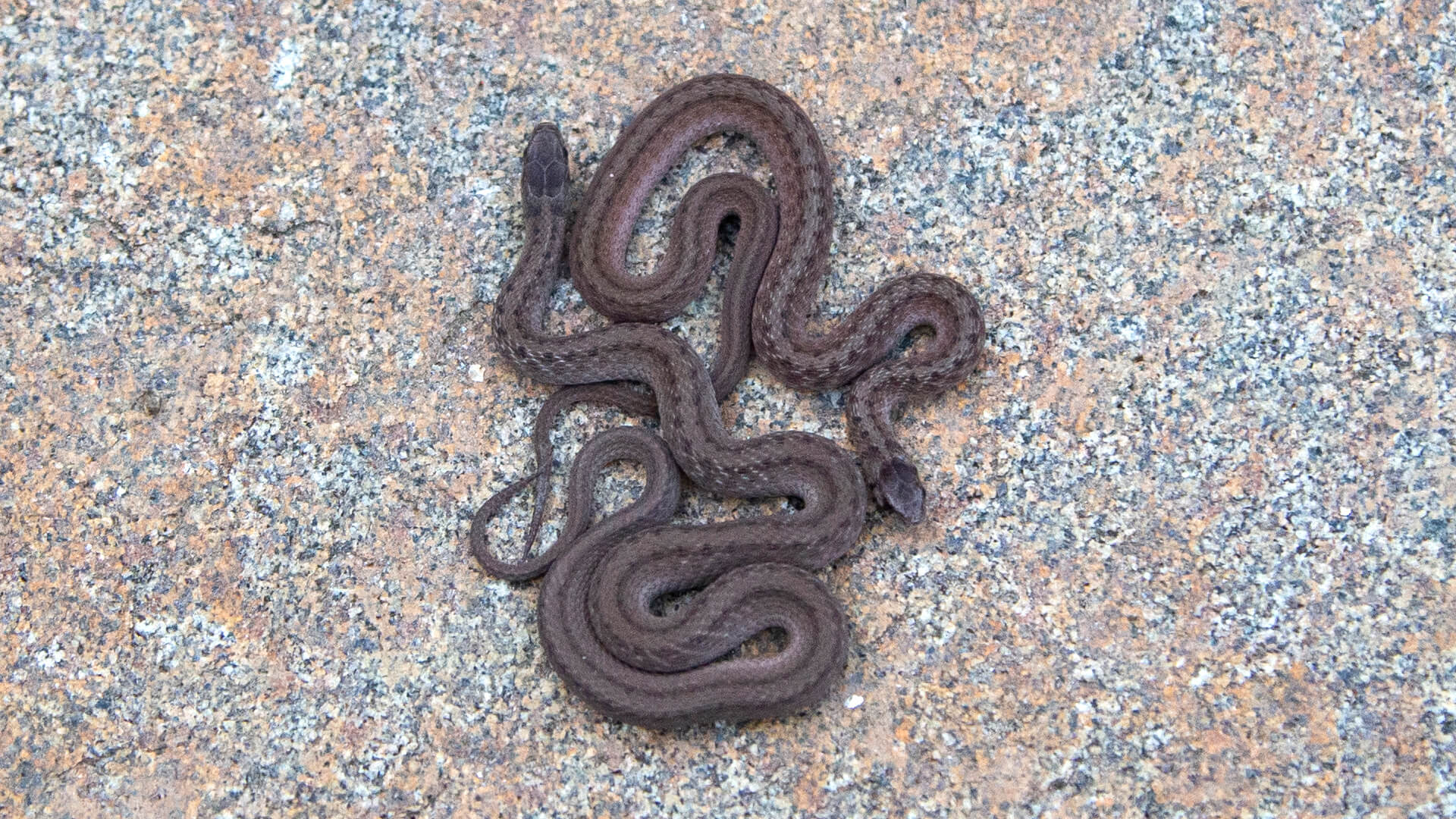 Northern Brown Snakes