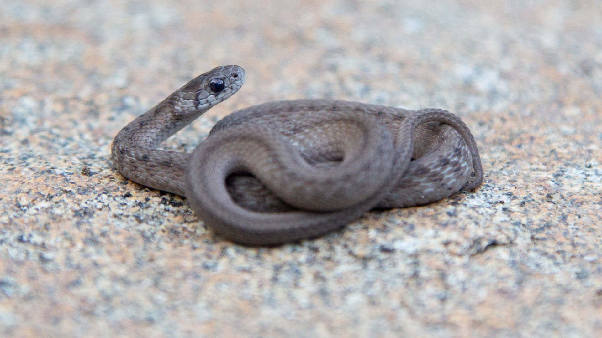 First Northern Brown Snake