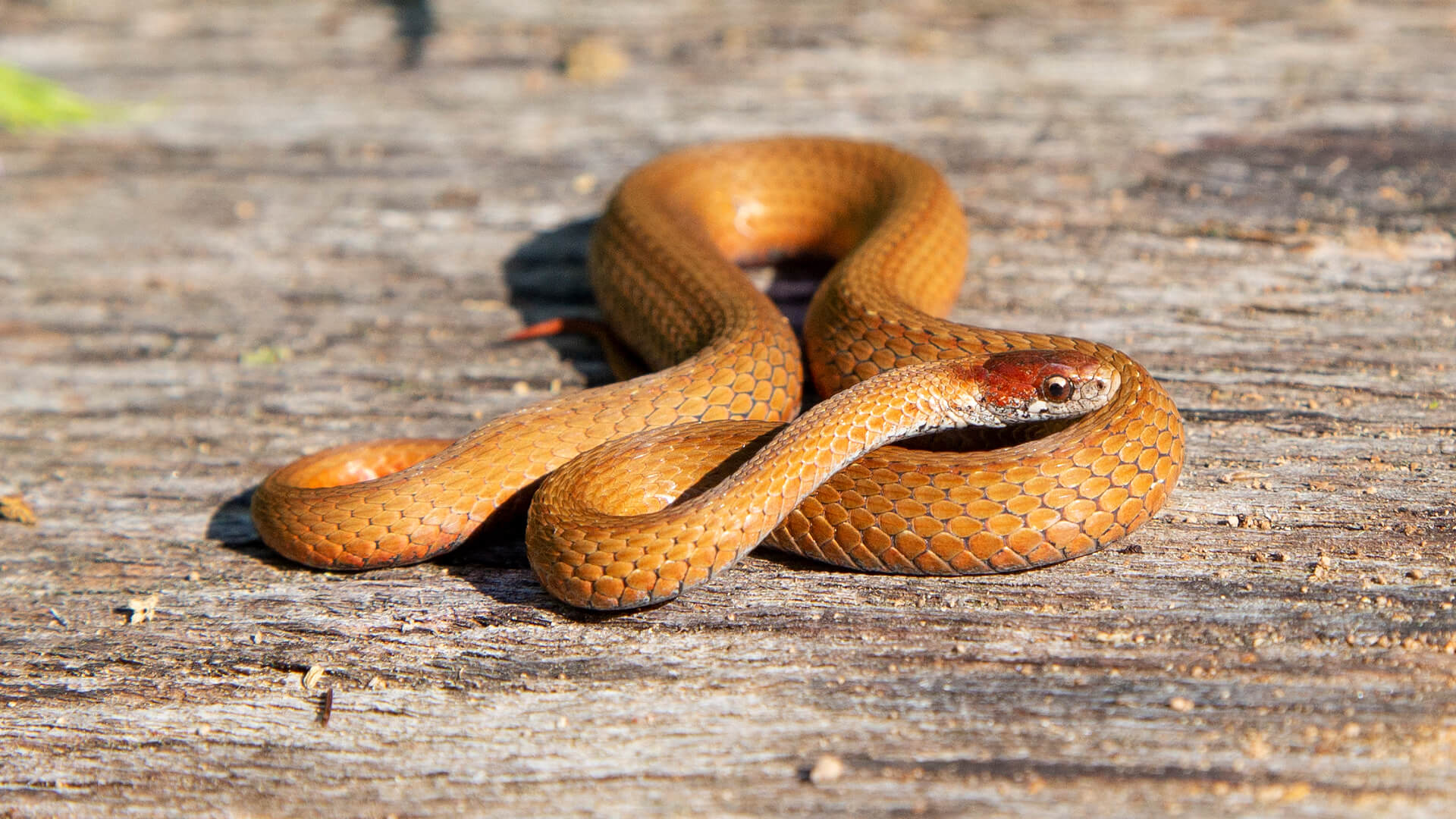 Northern Redbelly Snake