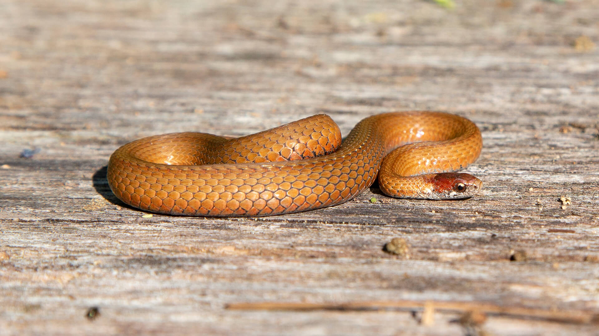 Northern Redbelly Snake