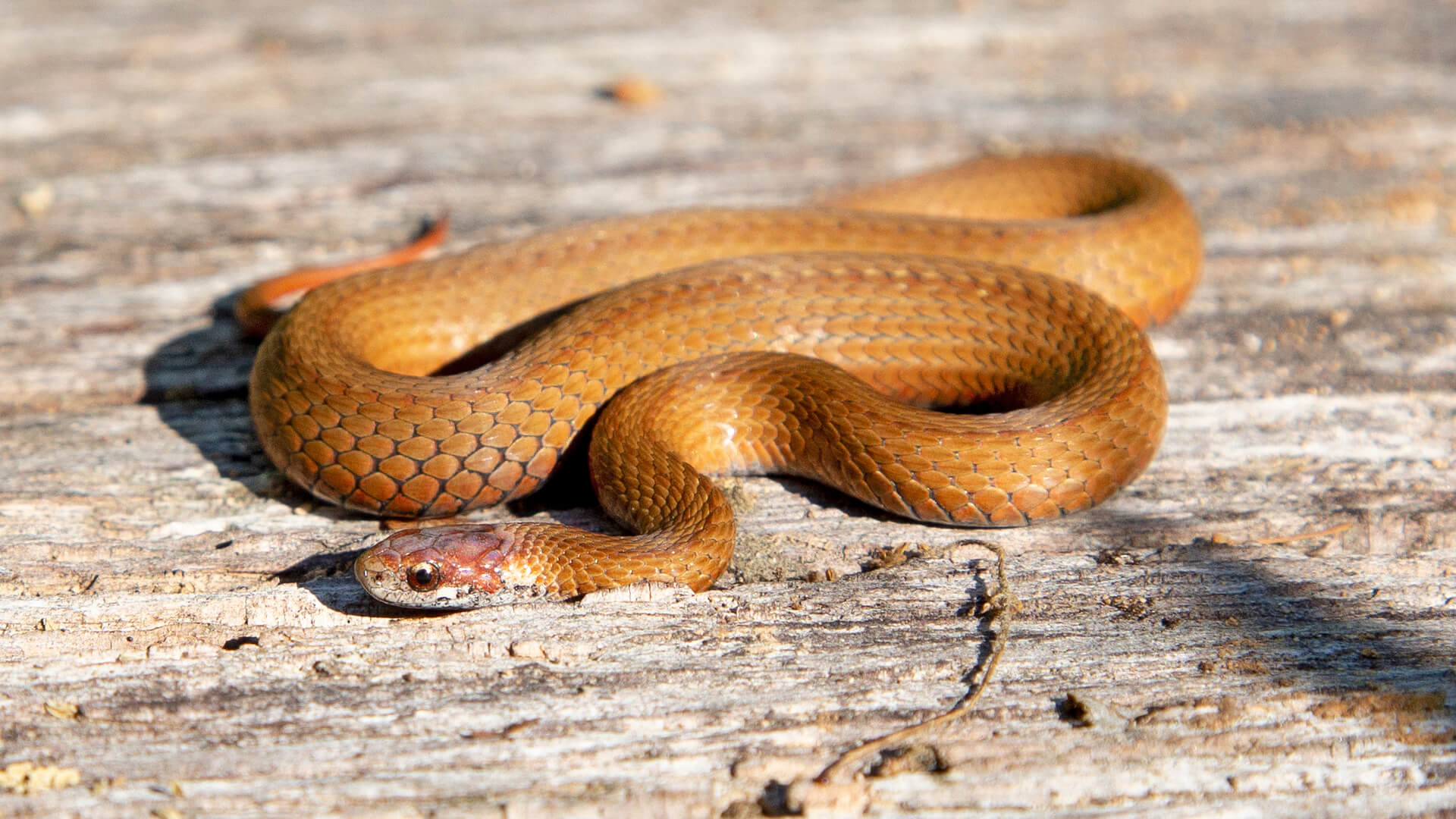Northern Redbelly Snake