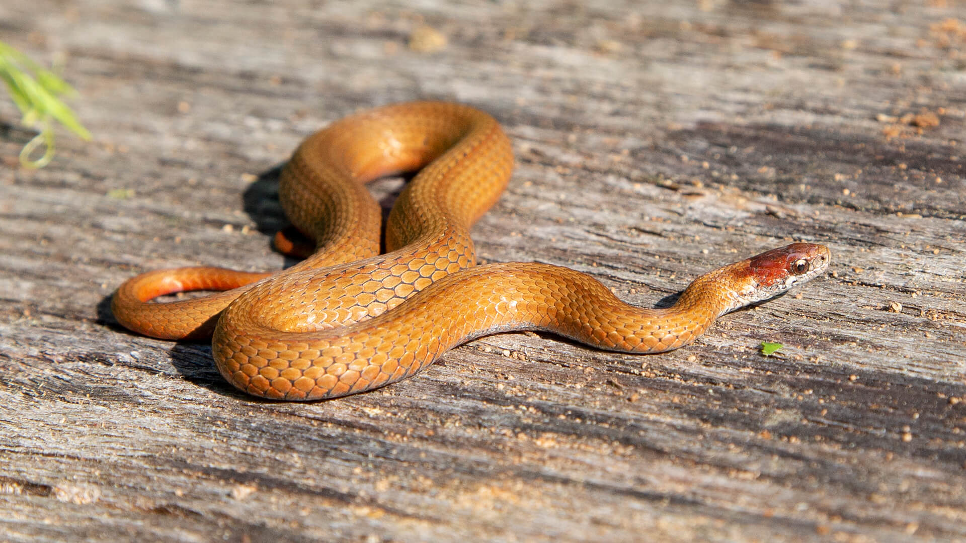 Northern Redbelly Snake