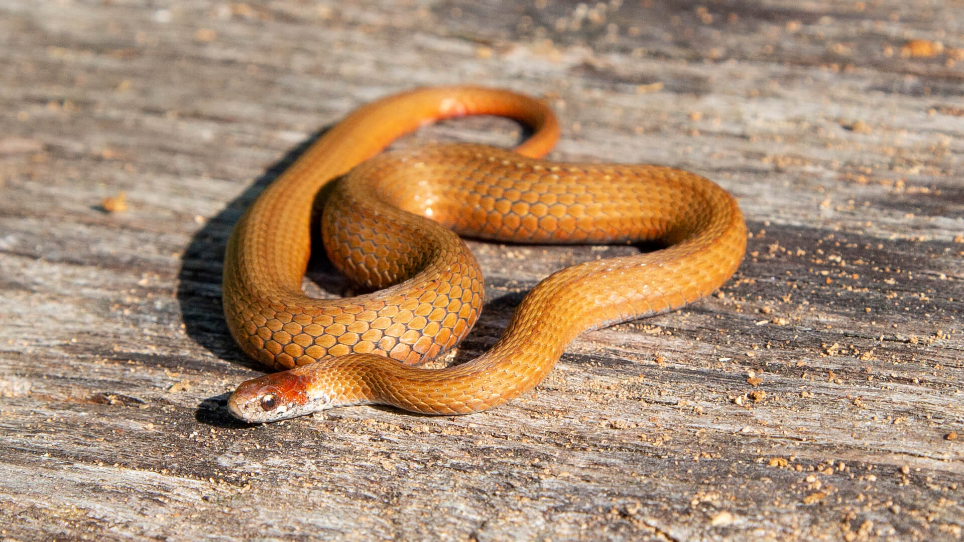 Northern Redbelly Snake