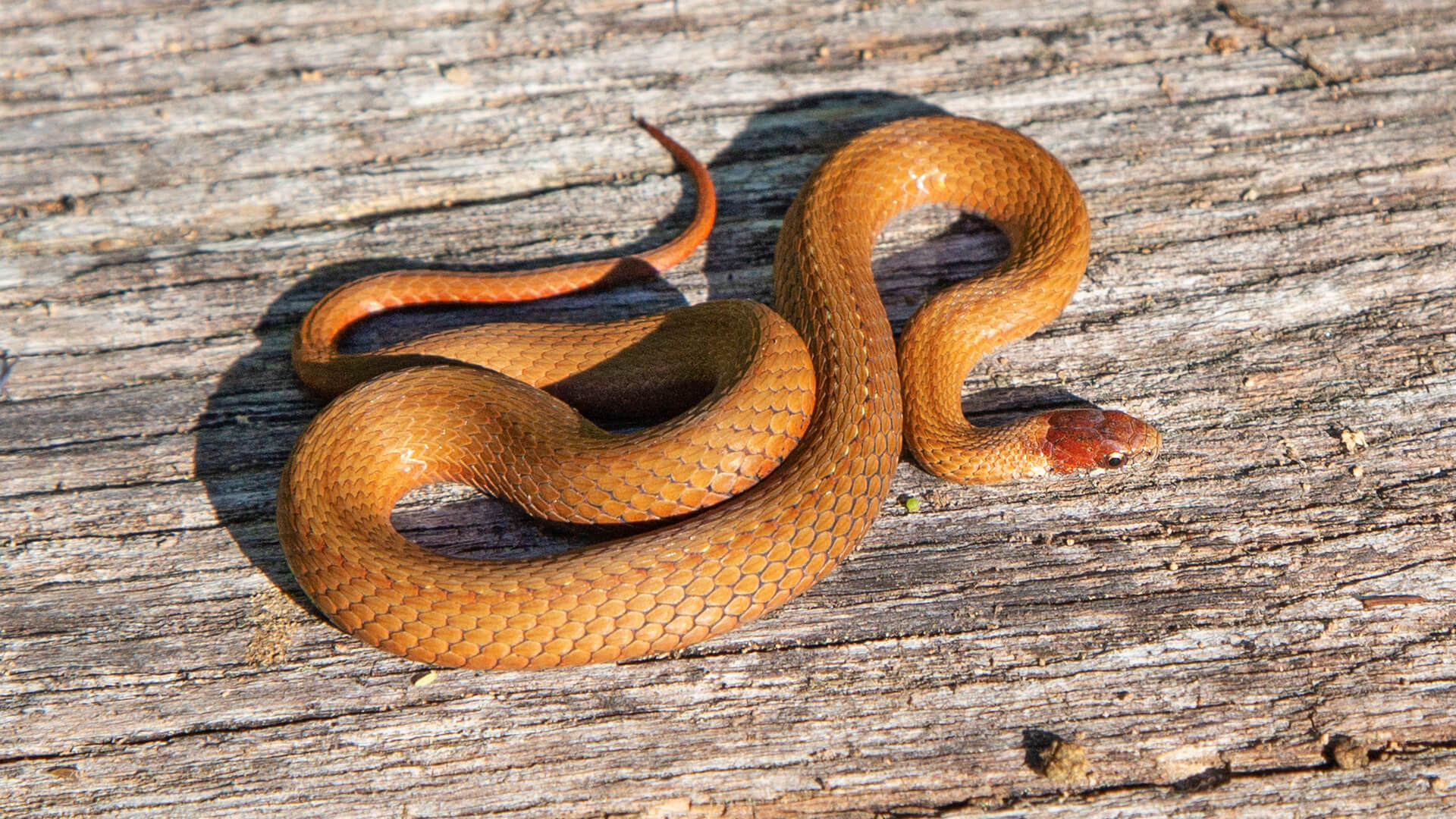 Northern Redbelly Snake