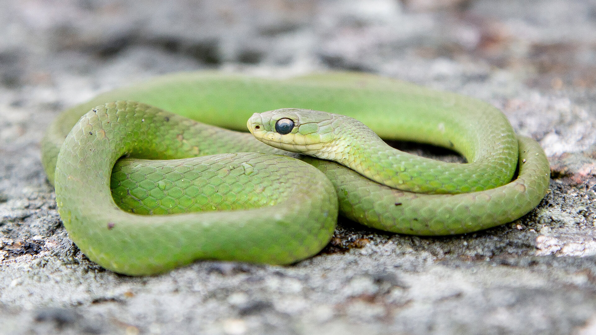 Smooth Green Snake
