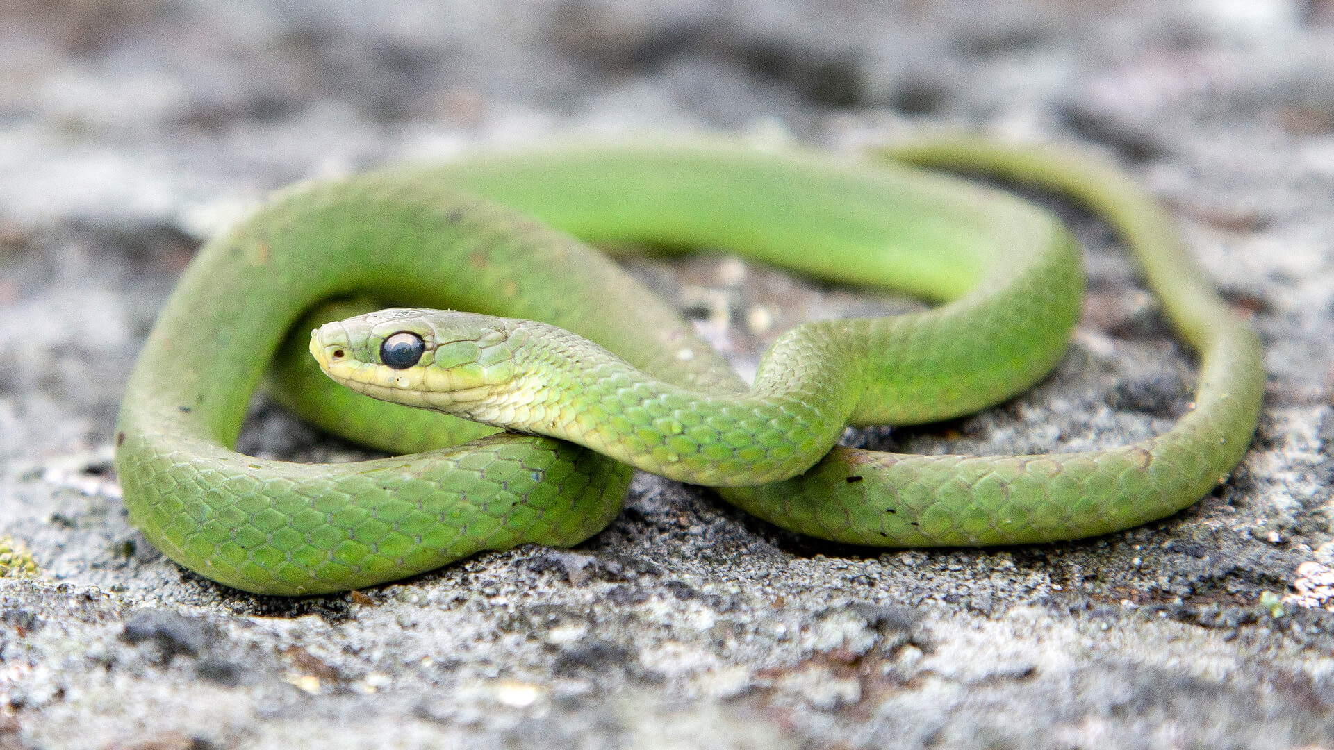 Smooth Green Snake