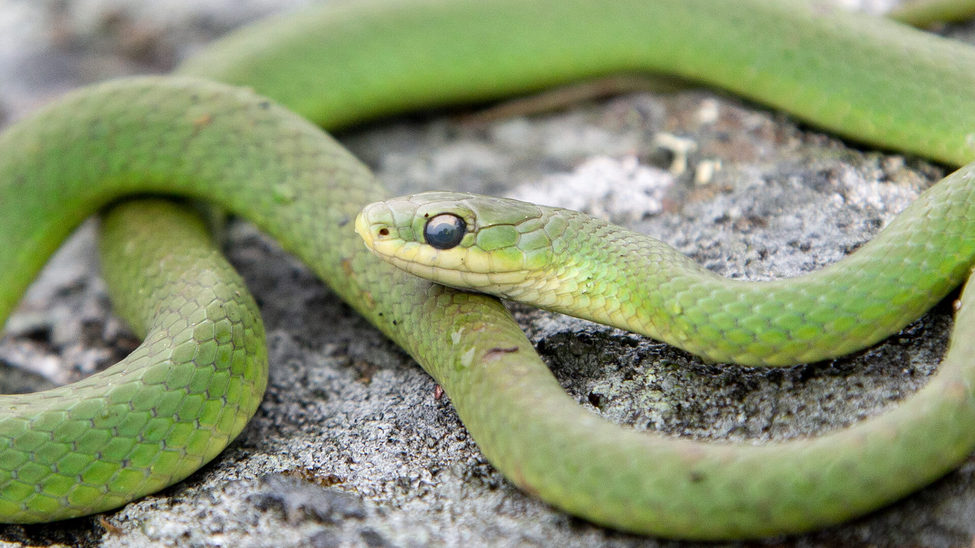 Smooth Green Snake