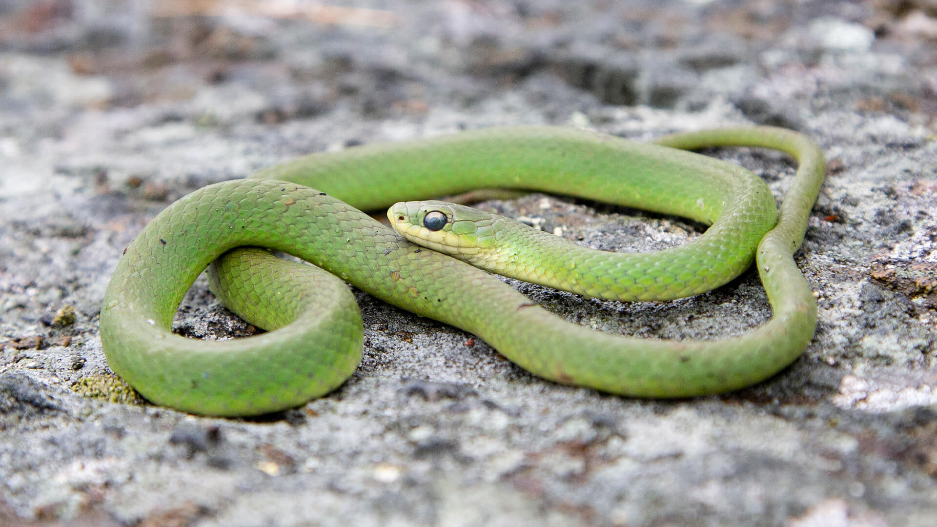 Smooth Green Snake