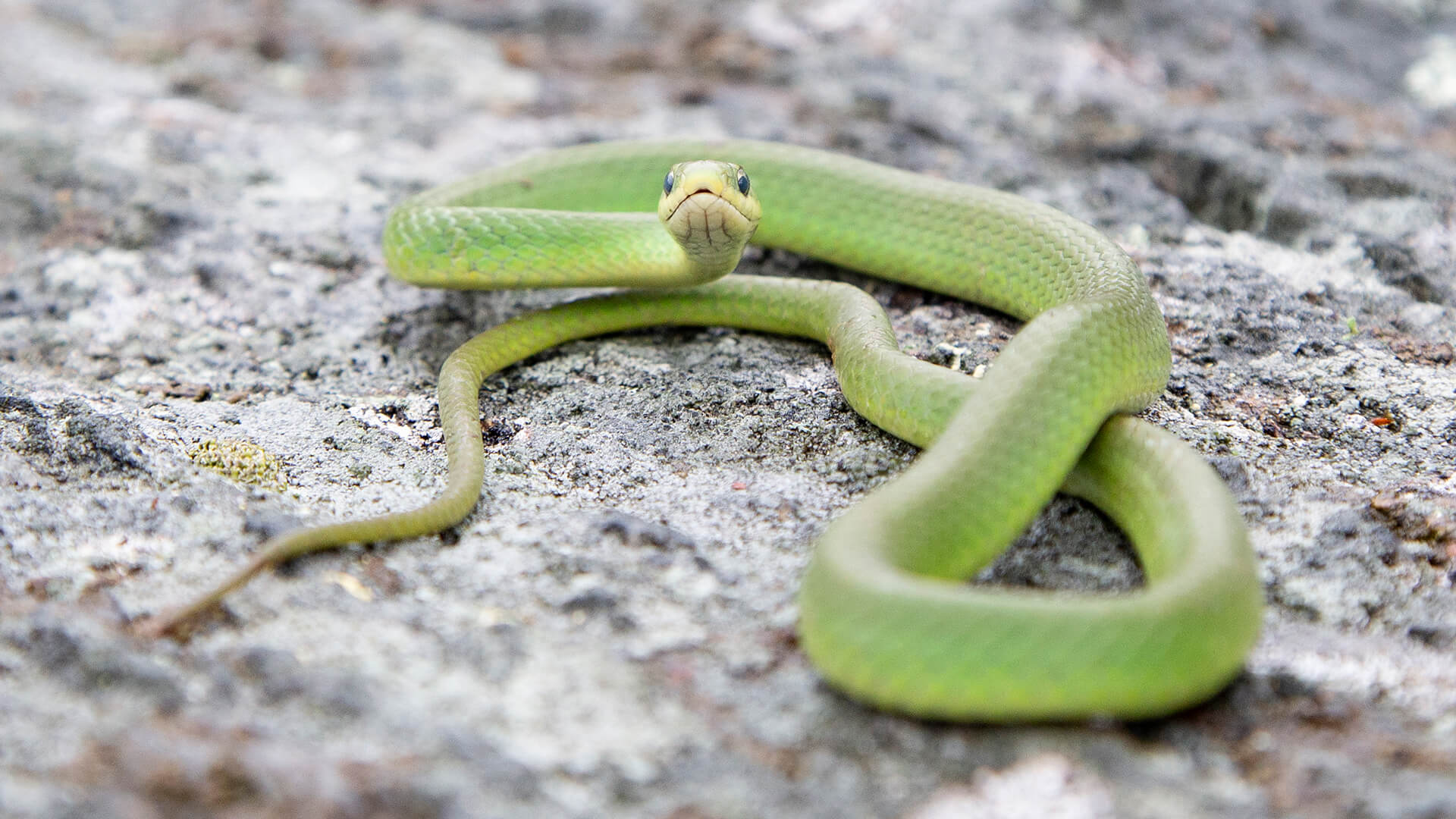 Smooth Green Snake