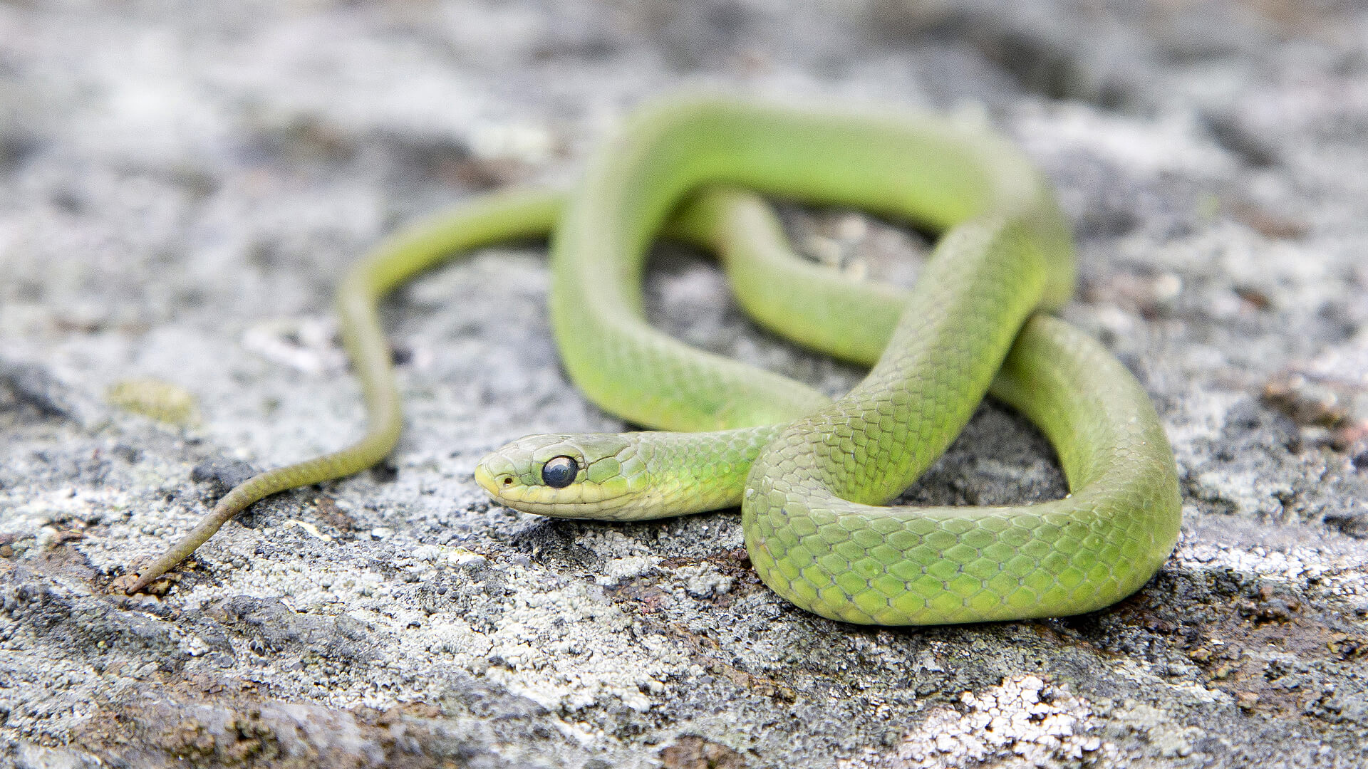 Smooth Green Snake