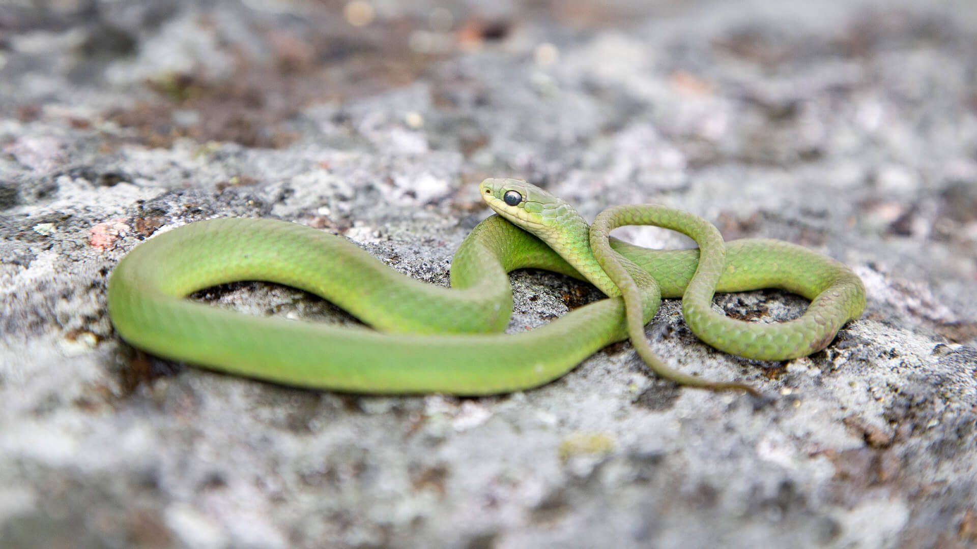 Smooth Green Snake